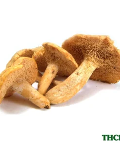 HEDGEHOG DRIED MUSHROOM UK