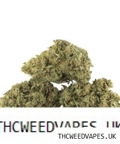 AMNESIA HAZE UK