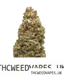 AMNESIA STRAIN UK