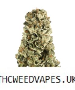 GASOLINE STRAIN UK