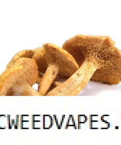 HEDGEHOG DRIED MUSHROOM UK