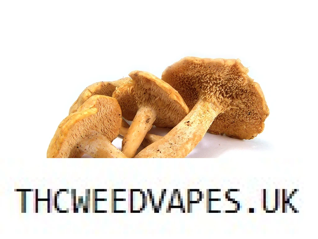1204202669dc0c05a33a5.webp