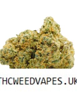 HOLLYWOOD STRAIN UK