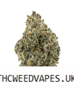 MIMOSA STRAIN UK