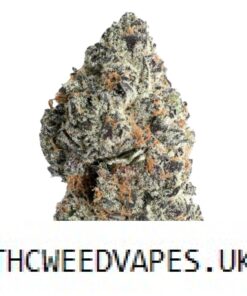 MORELATO STRAIN UK