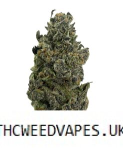 NORTHERN LIGHTS STRAIN UK