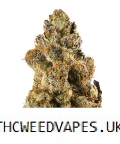 OG KUSH STRAIN UK